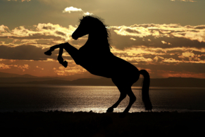 Horse Silhouette at Sunset 4K20568167 300x200 - Horse Silhouette at Sunset 4K - sunset, Silhouette, horse, Fish
